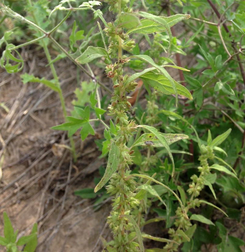 Pennsylvania Pellitory photo 2
