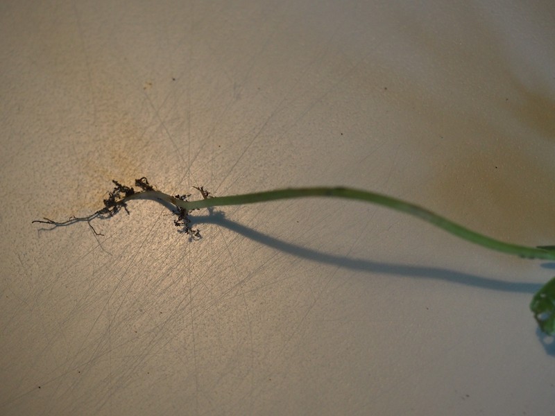 Pennsylvania Pellitory photo 3