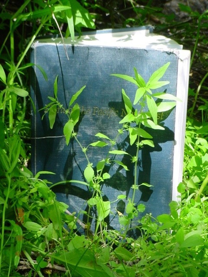 Pennsylvania Pellitory