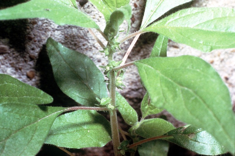 Pennsylvania Pellitory photo 6