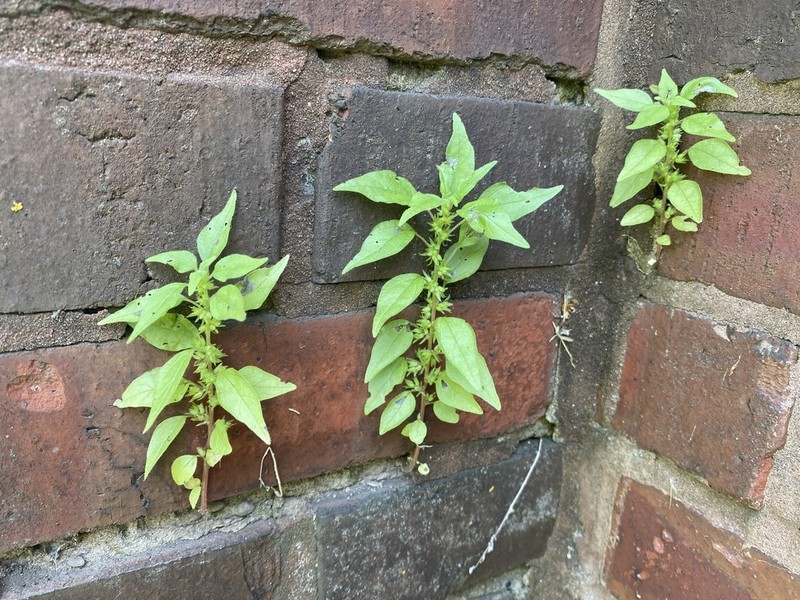 Pennsylvania Pellitory photo 4