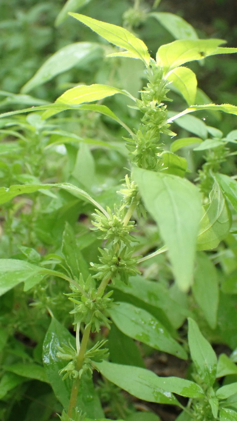 Pennsylvania Pellitory photo 5