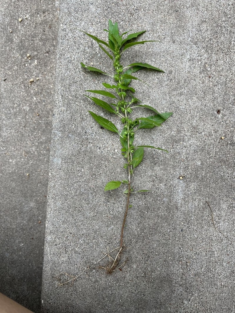 Pennsylvania Pellitory photo 6