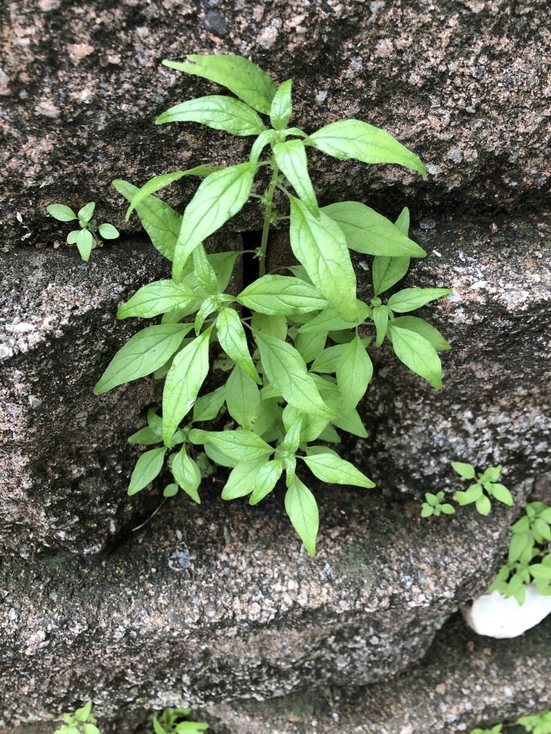 Pennsylvania Pellitory photo 7