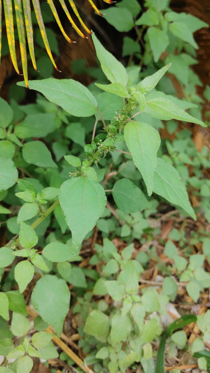 Clustered Pellitory