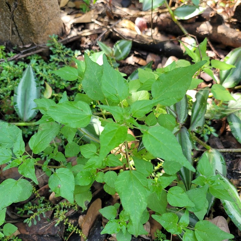 Clustered Pellitory photo 2