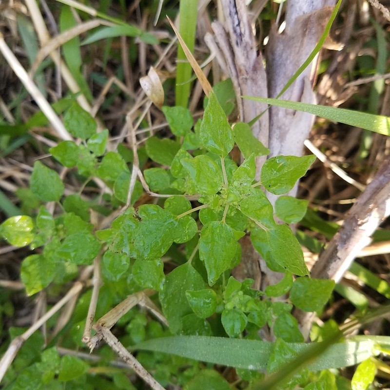 Clustered Pellitory photo 3