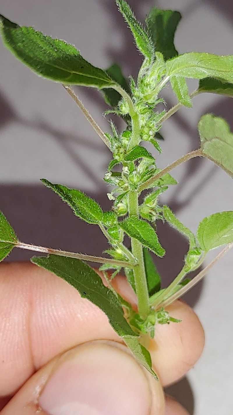 Clustered Pellitory photo 4