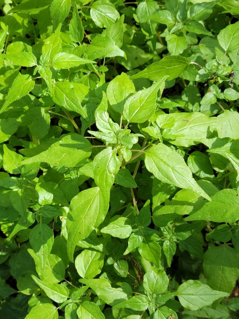Clustered Pellitory photo 5