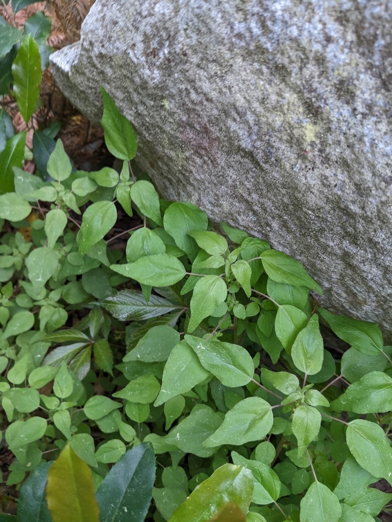 Clustered Pellitory photo 6