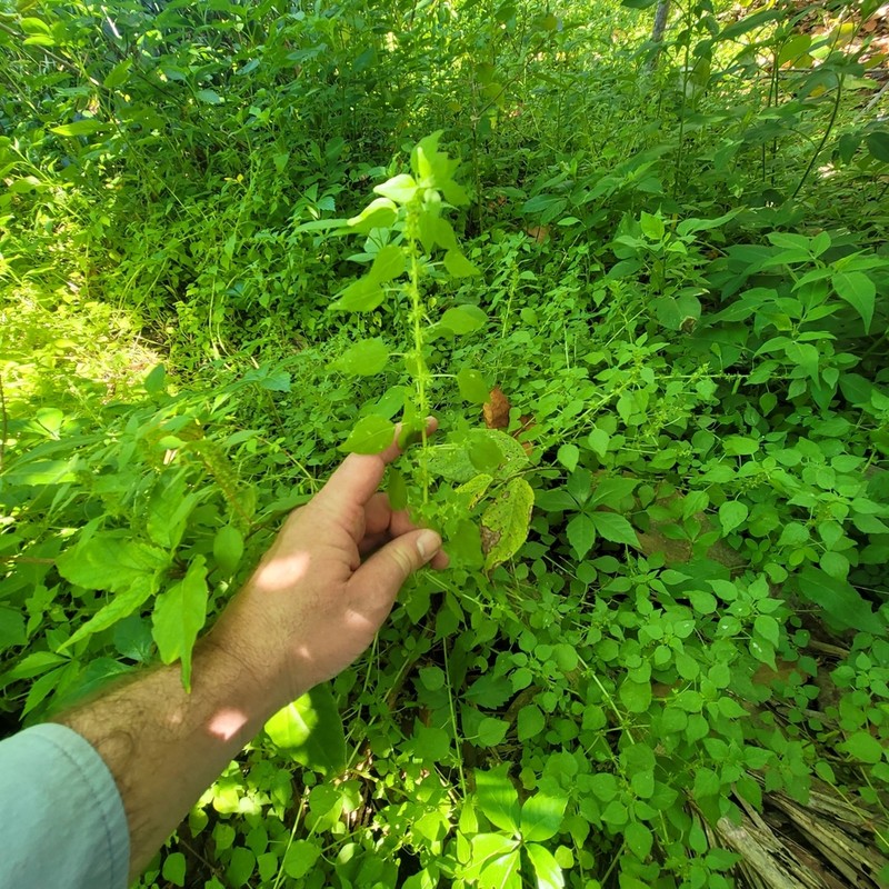 Clustered Pellitory photo 7