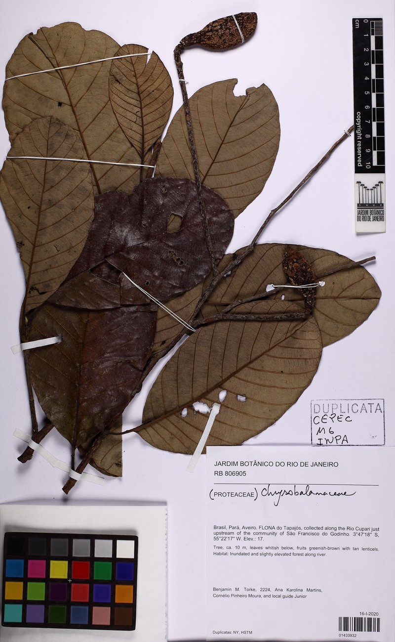 Parinariopsis licaniiflora
