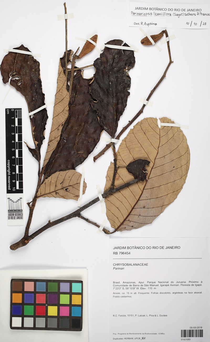 Parinariopsis licaniiflora photo 2