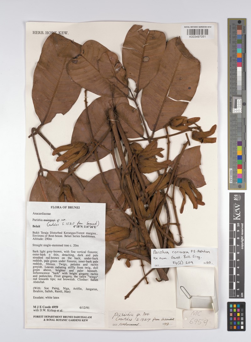 Parishia coriacea photo 2