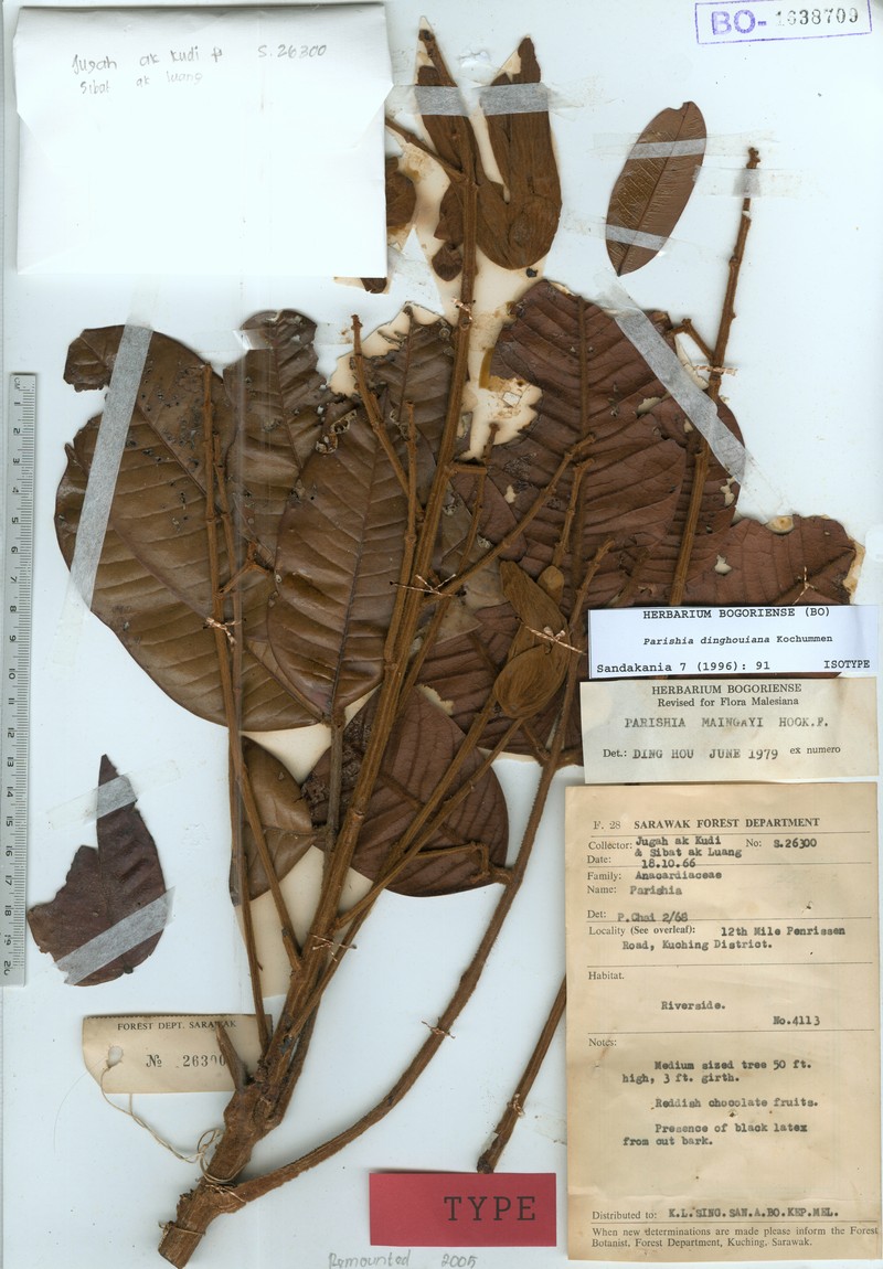 Parishia dinghouiana
