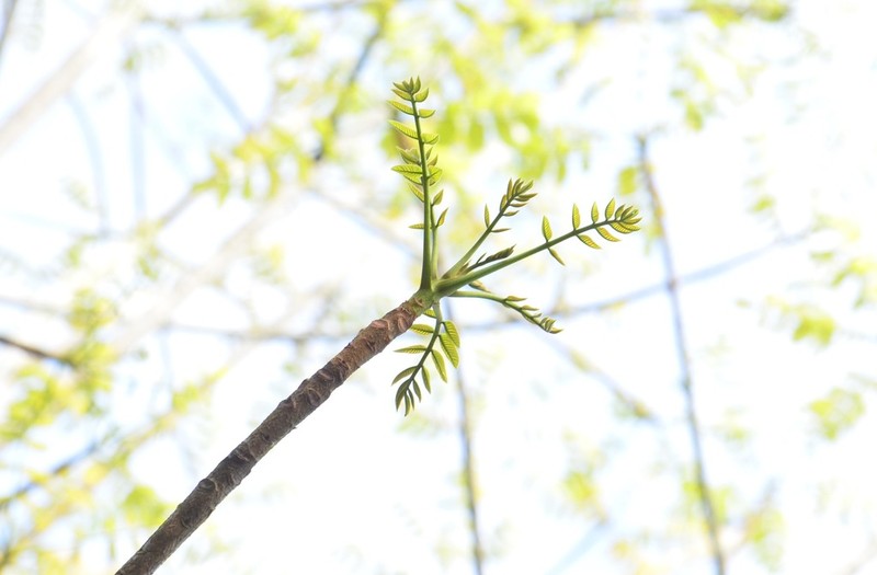 Parishia insignis photo 3