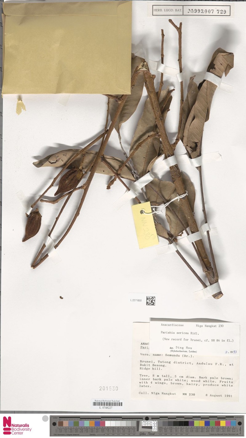 Parishia sericea