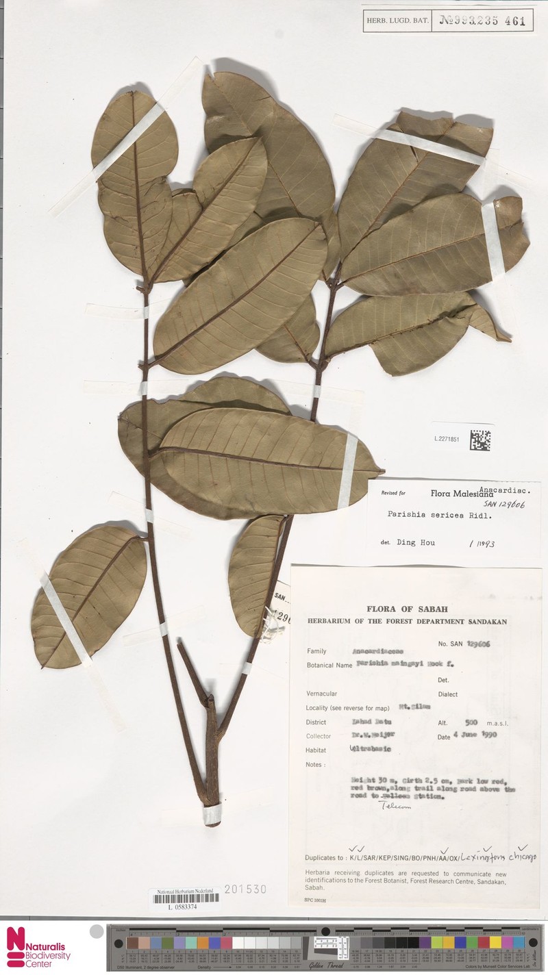 Parishia sericea photo 2
