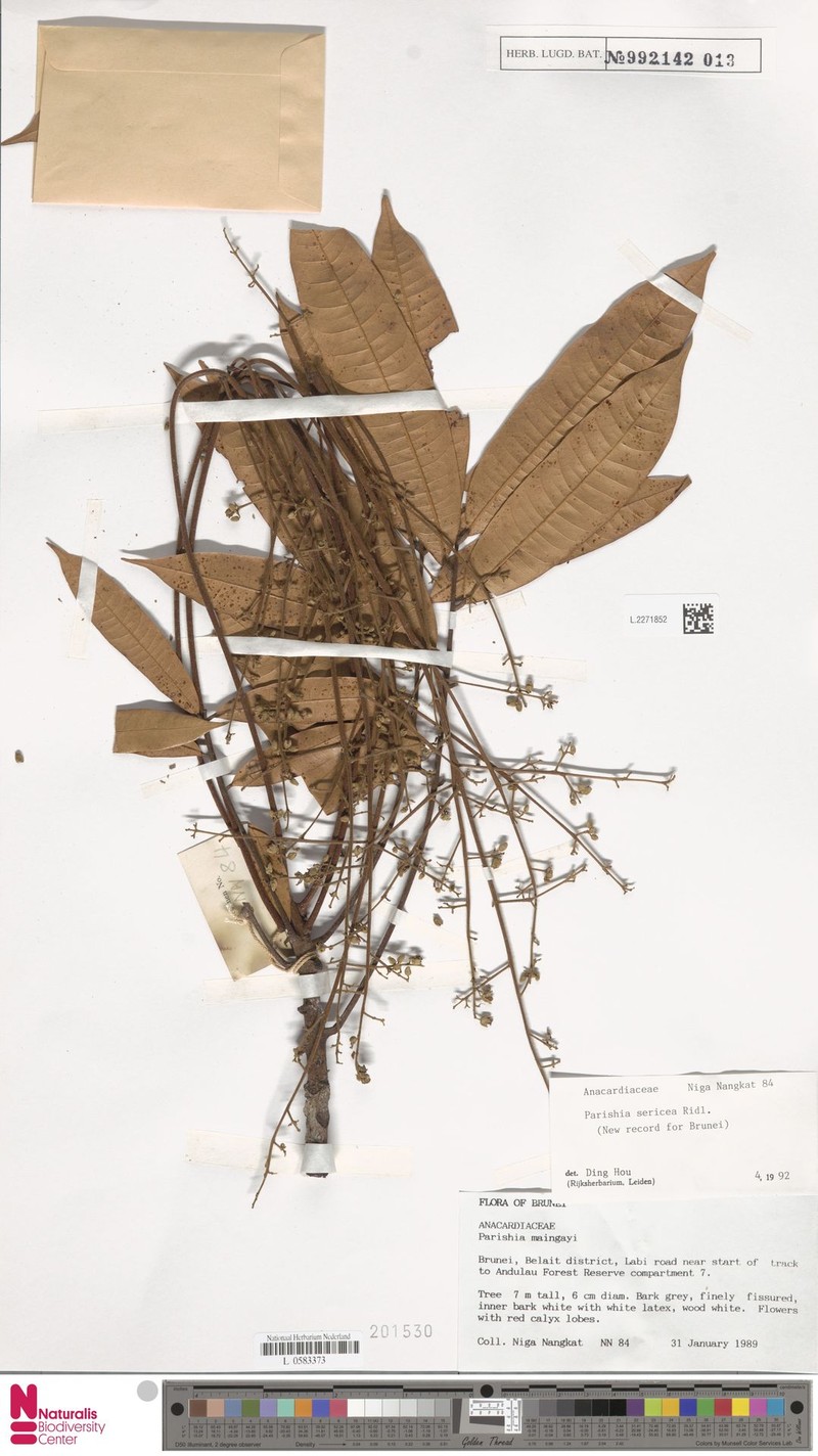 Parishia sericea photo 3