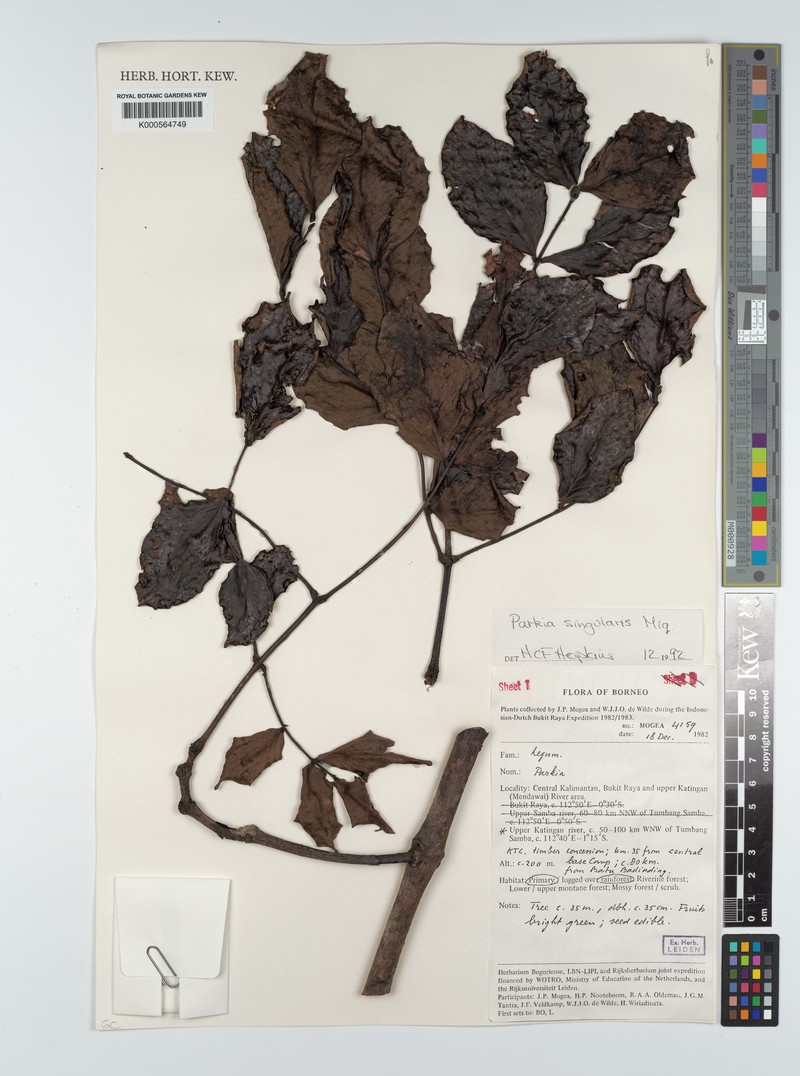 Parkia singularis subsp. singularis
