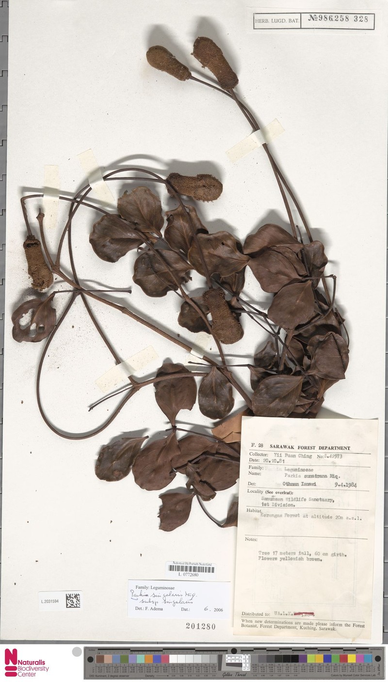 Parkia singularis subsp. singularis photo 2