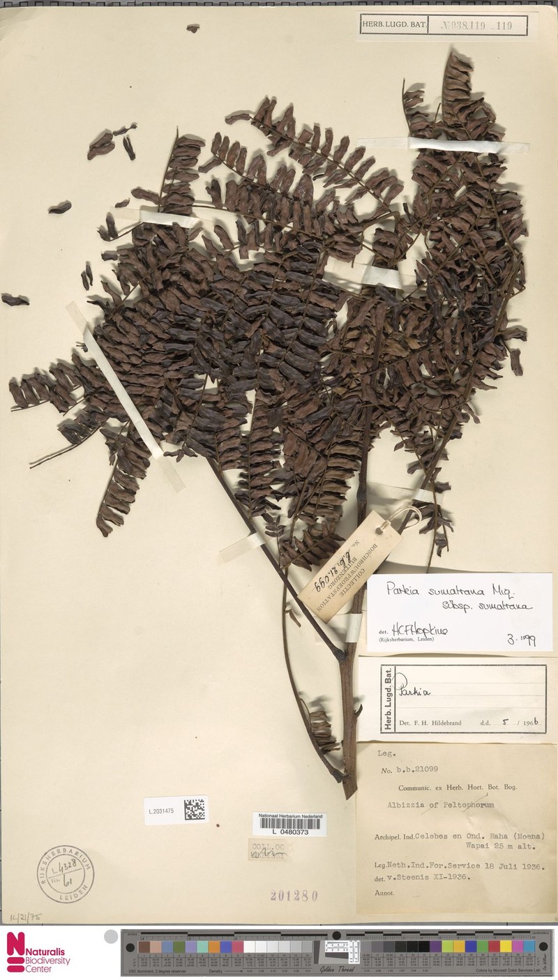 Parkia sumatrana subsp. sumatrana