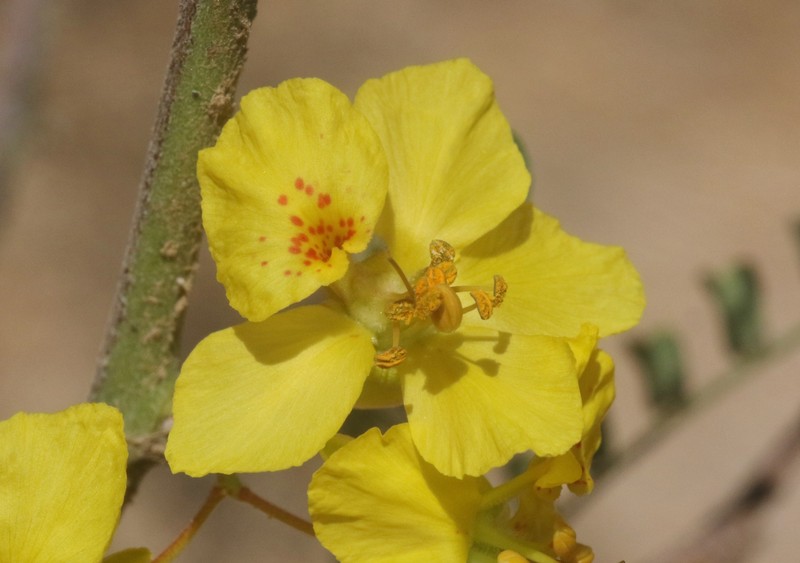 Parkinsonia × carterae