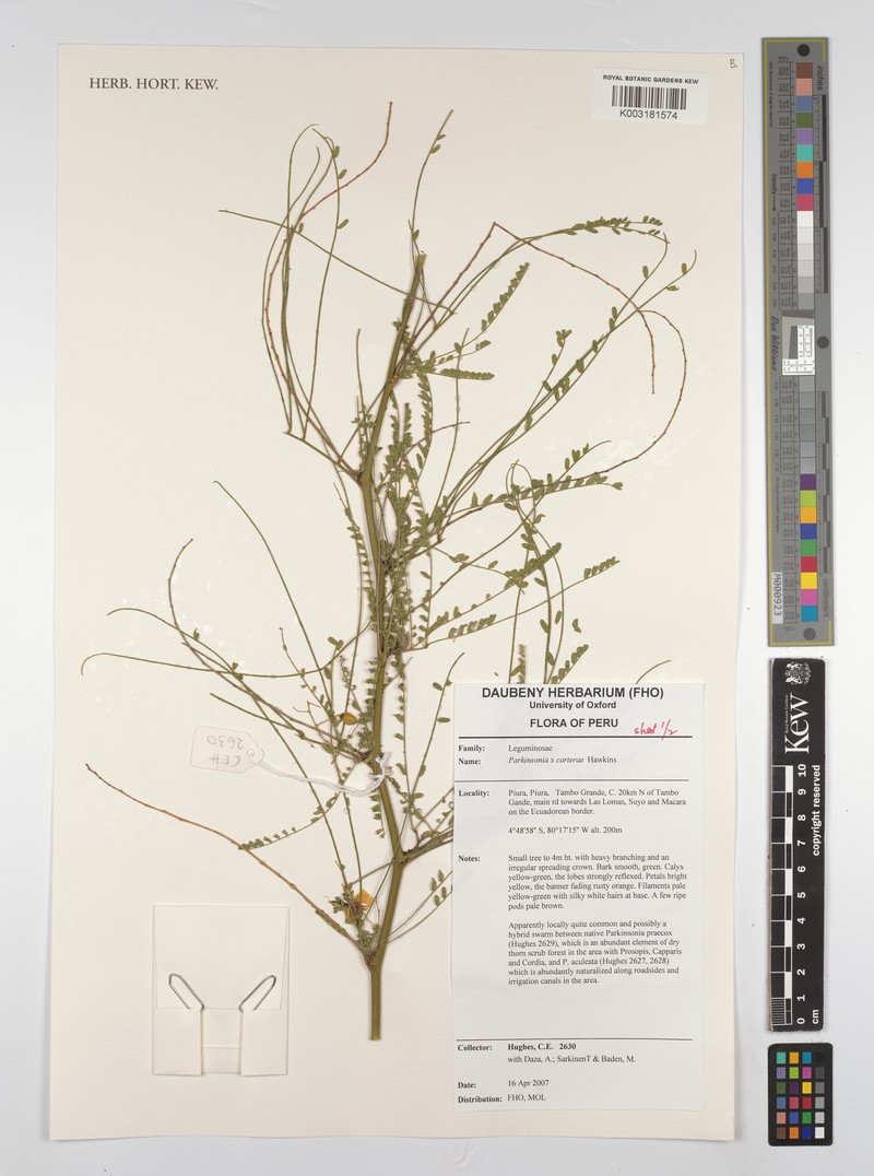 Parkinsonia × carterae photo 3