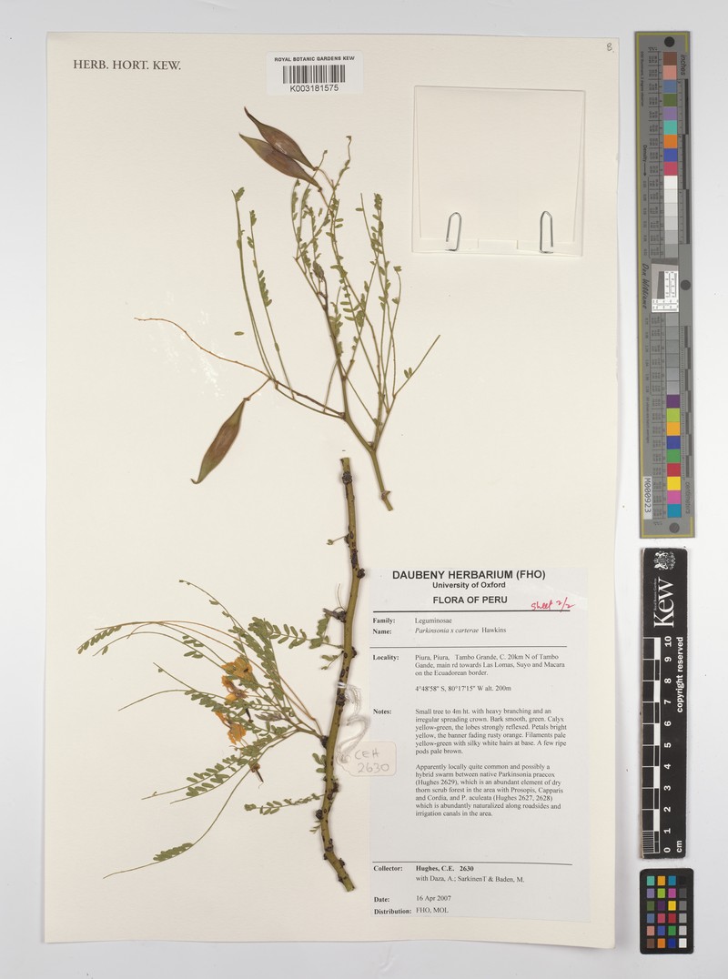 Parkinsonia × carterae photo 4