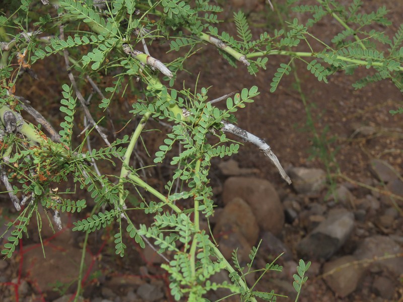 Parkinsonia × sonorae
