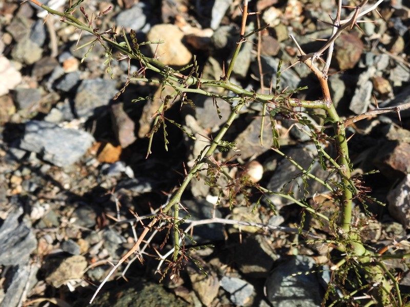 Parkinsonia × sonorae photo 2