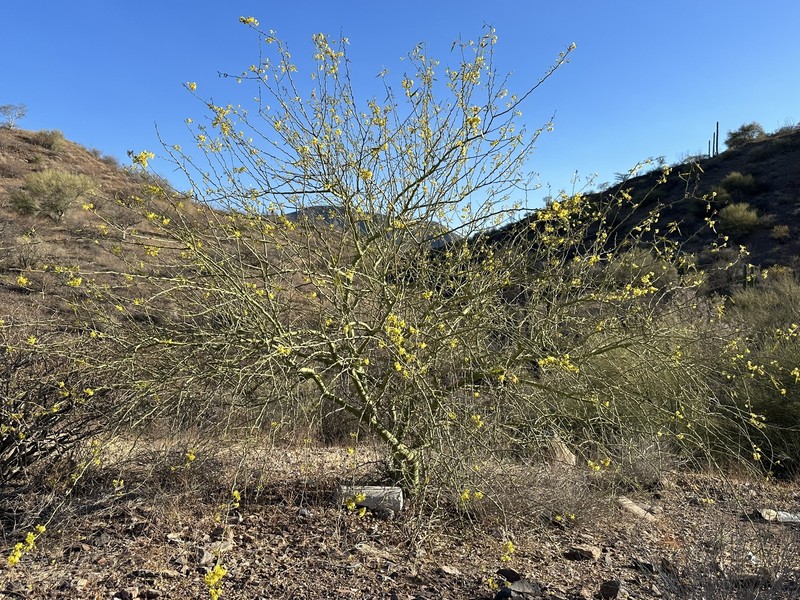 Parkinsonia × sonorae photo 3
