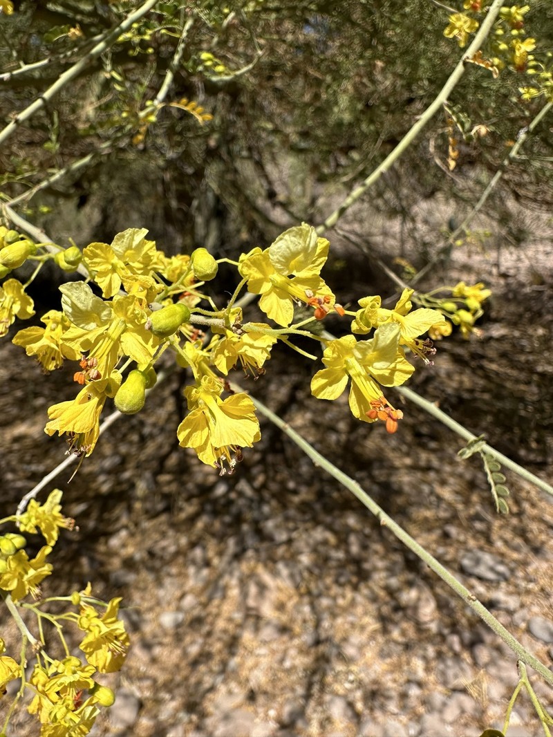 Parkinsonia × sonorae photo 4