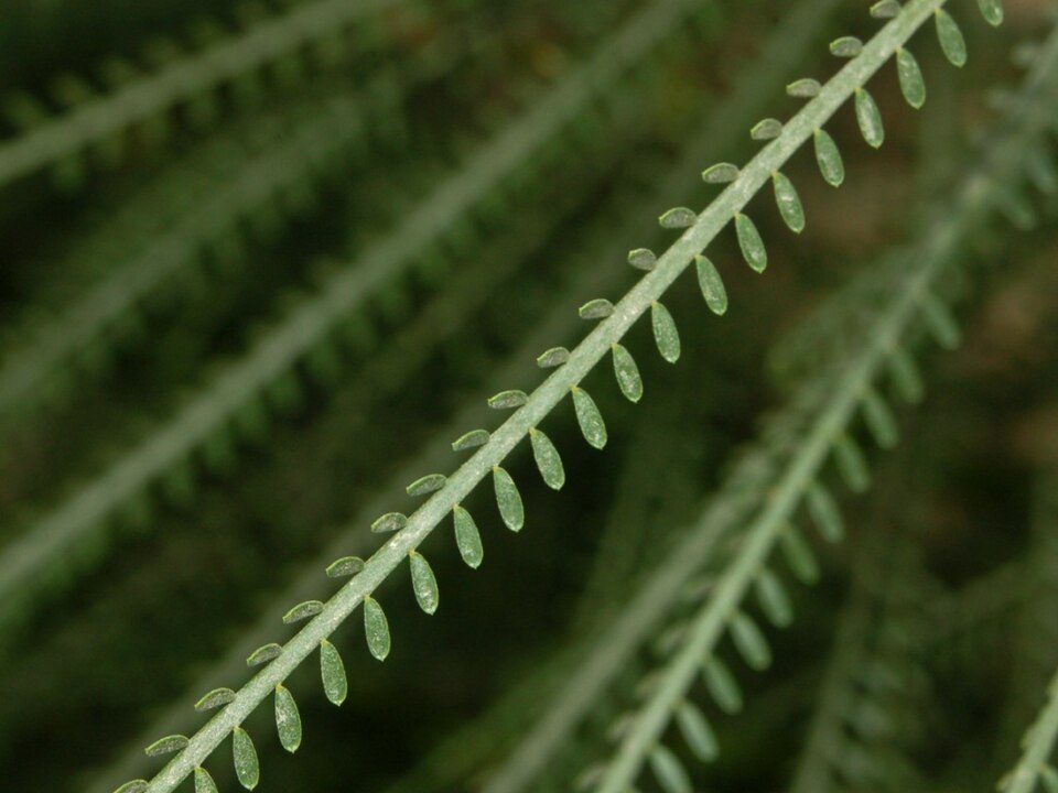 Jerusalem Thorn photo 2