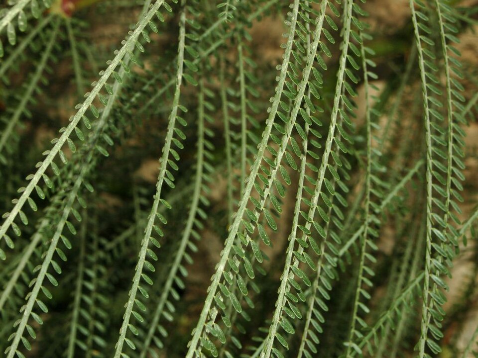 Jerusalem Thorn photo 3