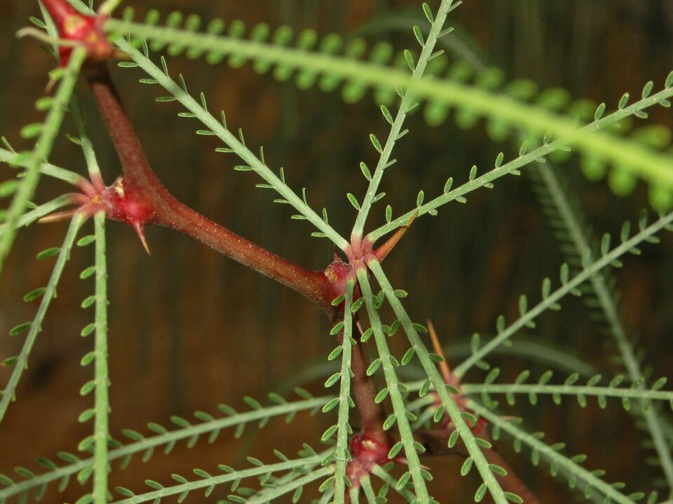 Jerusalem Thorn photo 4