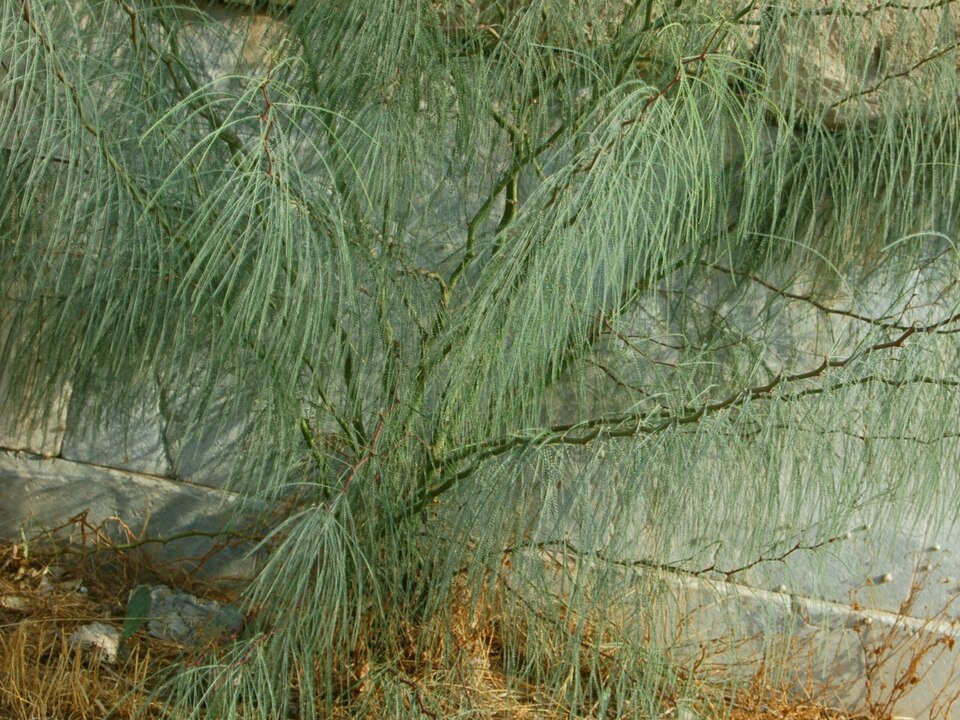 Jerusalem Thorn photo 5