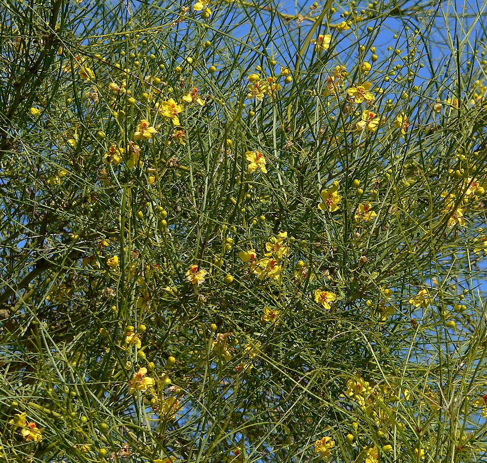 Jerusalem Thorn photo 6
