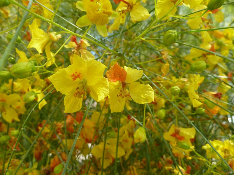 Jerusalem Thorn photo 7