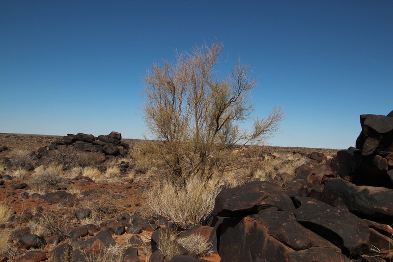 Parkinsonia africana photo 2