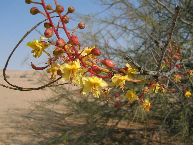 Parkinsonia africana photo 3