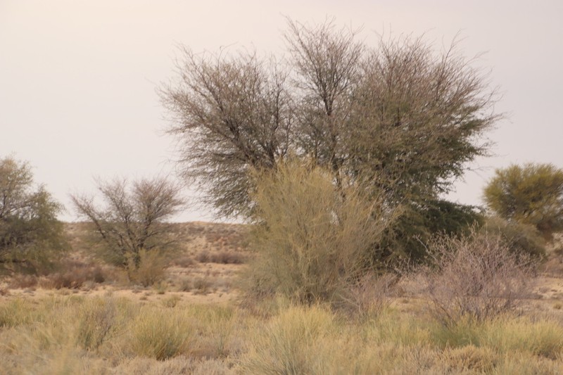 Parkinsonia africana photo 4