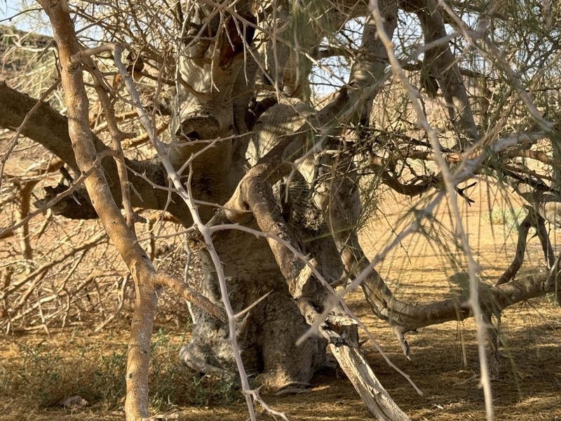 Parkinsonia africana photo 5