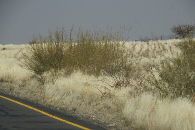Parkinsonia africana photo 6