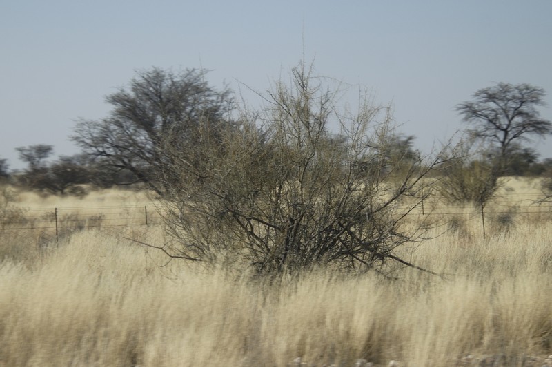 Parkinsonia africana photo 7