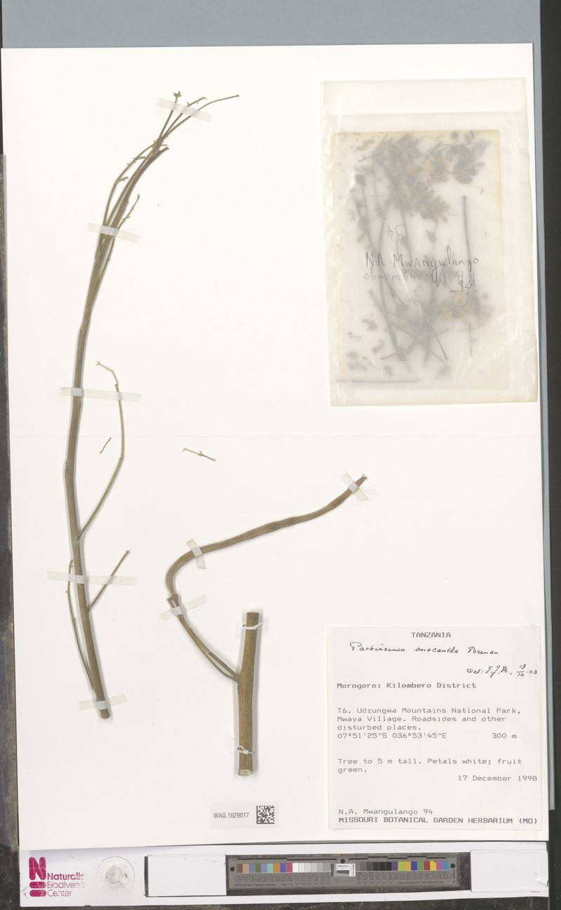 Parkinsonia anacantha