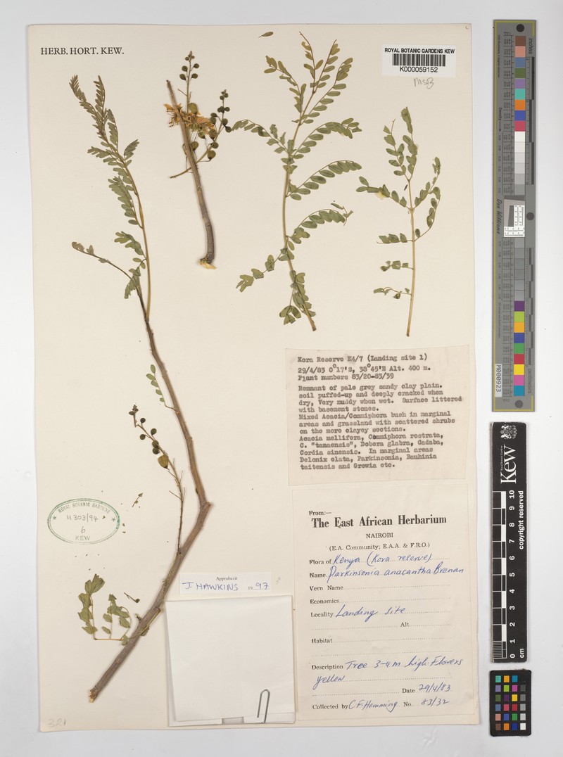Parkinsonia anacantha photo 2