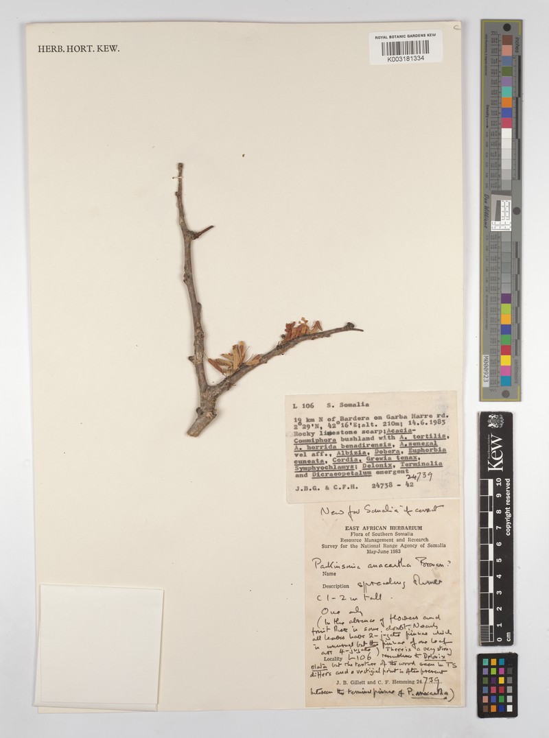 Parkinsonia anacantha photo 3