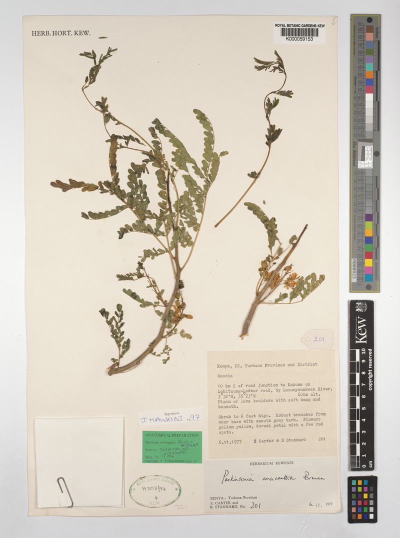 Parkinsonia anacantha photo 4