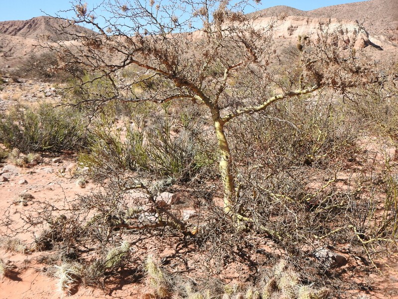 Parkinsonia andicola